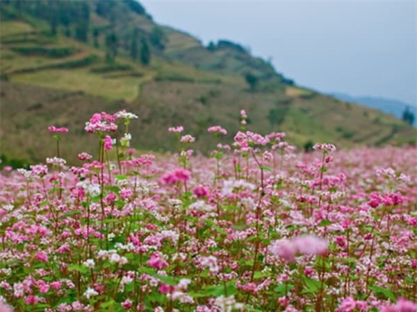 Ha Giang - Cao Bang 4 Days 3 Nights