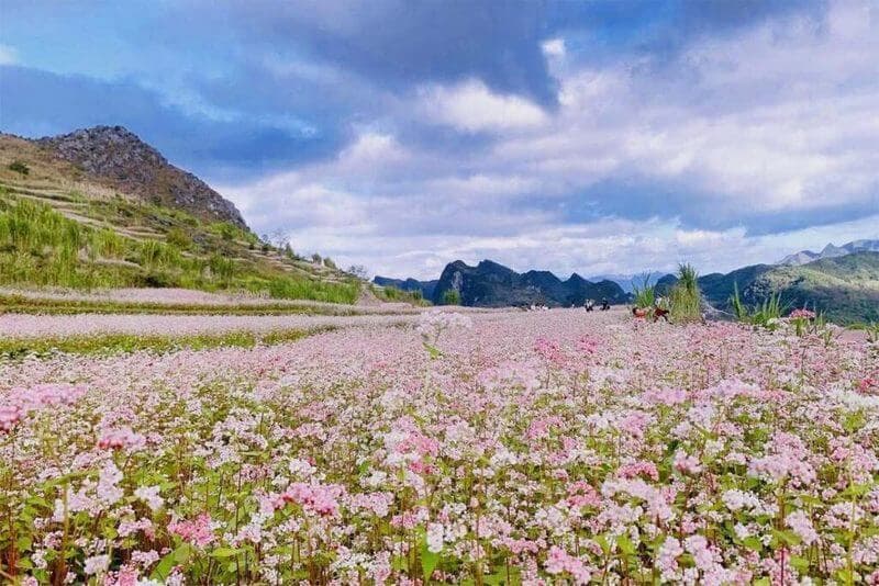 The Beauty Of Buckwheat Flowers in Ha Giang